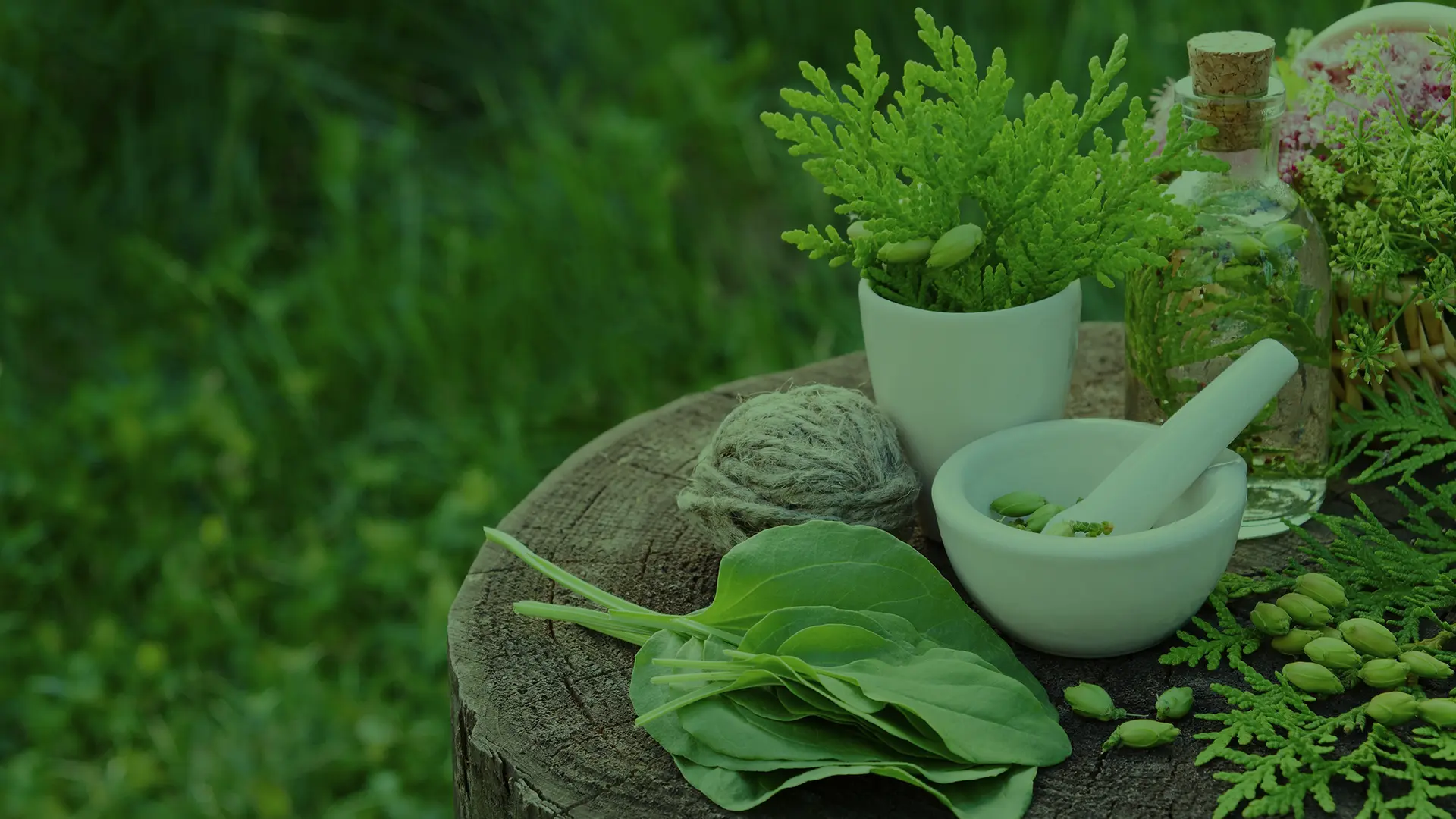 Study Ayurvedic Health Counselor